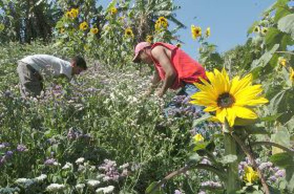 Labores que enriquecen la vida