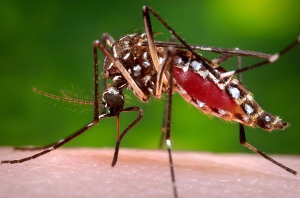 Mayaro, el nuevo virus transmitido por el Aedes aegypti