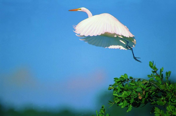 Hermosas especies de aves en Honduras