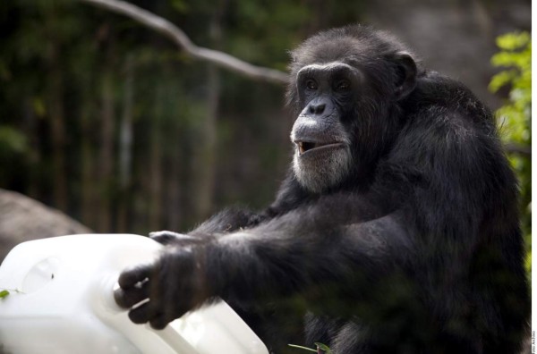 La inteligencia del chimpancé