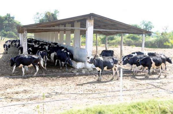 Lecheros exigen a Gobierno uruguayo apoyo ante Venezuela