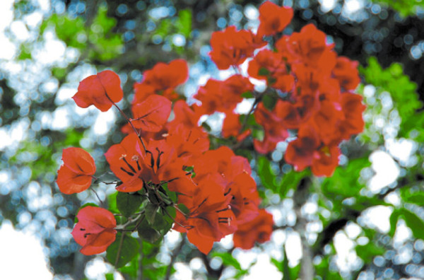 Viajan a manos de mamá