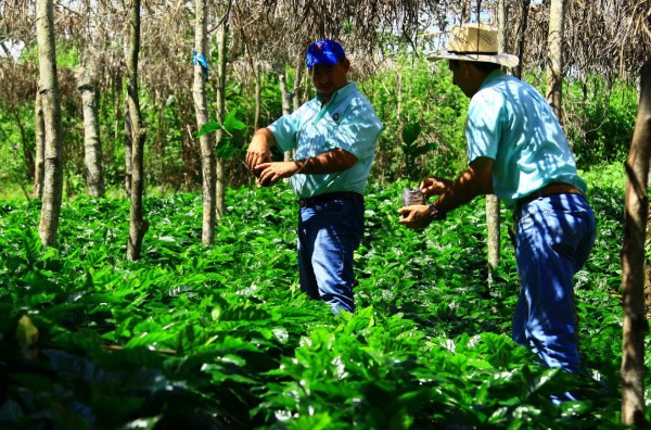Cafetaleros hondureños apuntan a los siete millones de quintales