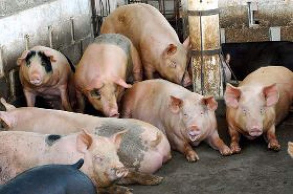 Honduras cierra fronteras a carne de cerdo nicaragüense