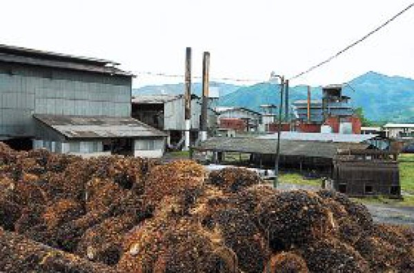Productores de palma ya piensan en biodiesel