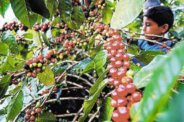 Café reduce creciente brecha comercial