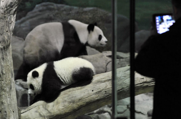 Osa panda, la nueva estrella del zoo de Taipéi