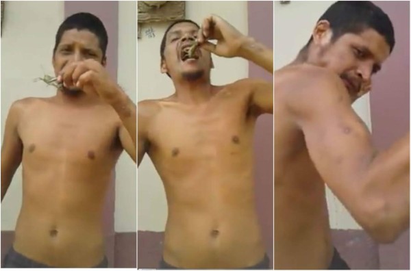 Video: un hondureño come insectos vivos y asombra a los santabarbarenses