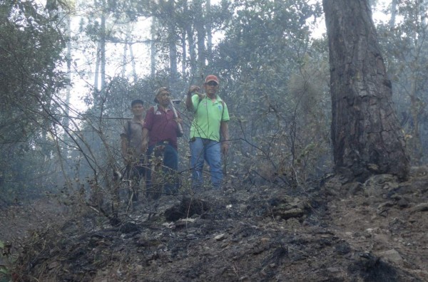 Brote de gorgojo ataca árboles en la cordillera de El Merendón