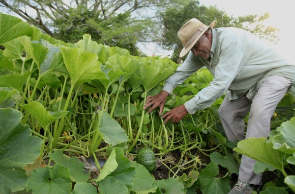 Productores apoyan la fusión de Banadesa y Banhprovi