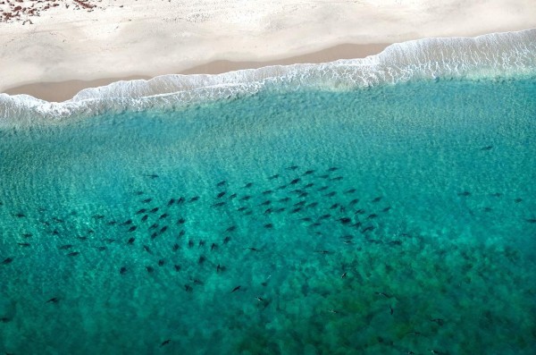 Migración de tiburones causa alarma en costas de EUA