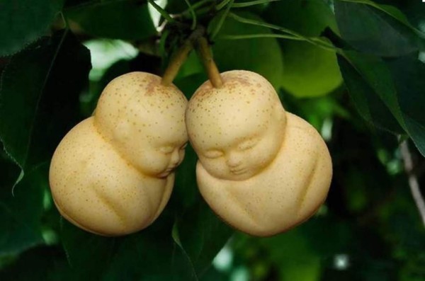 Árboles dan peras con forma de bebé en China