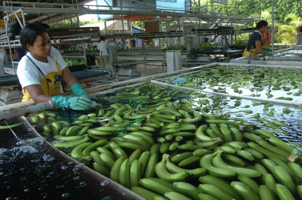 Exportación de banano subió 11.5% en 2015