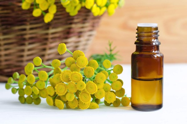 Small bottle of essential tansy oil