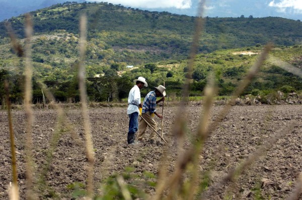 Pérdidas agrícolas en zona noroccidental rondan el 20%