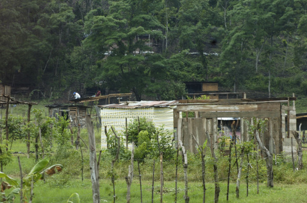 Invasores destruyen cultivos de caña de azúcar en Villanueva