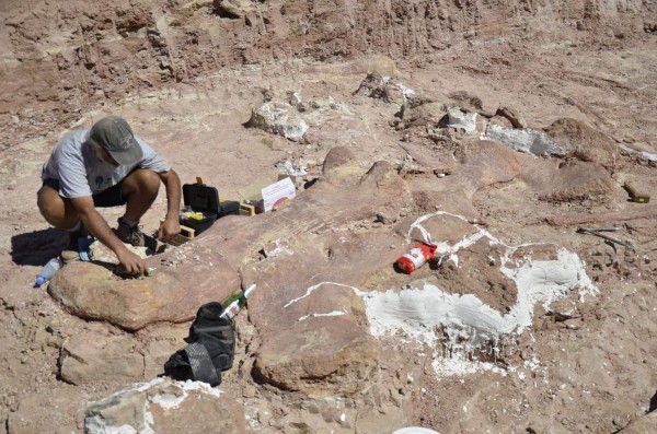 Hallan fósiles de dinosaurios gigantes