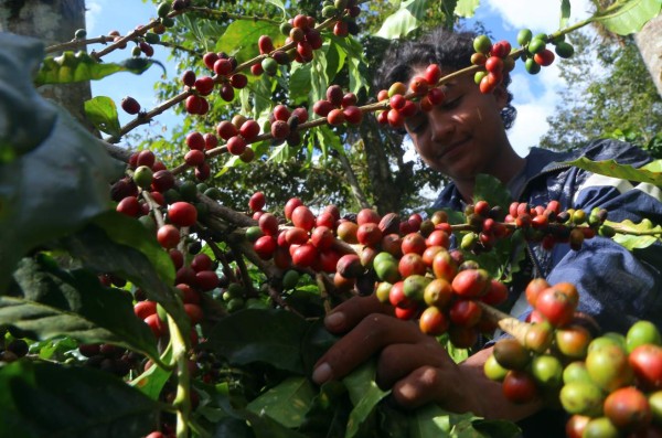 Récord: Honduras, quinto exportador mundial de café por segundo año