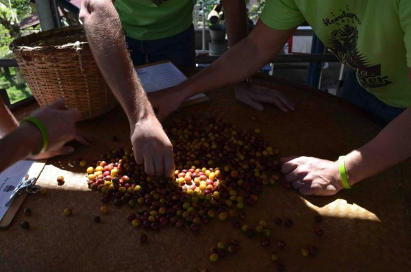 Mañana es la final de 'reality show” sobre café