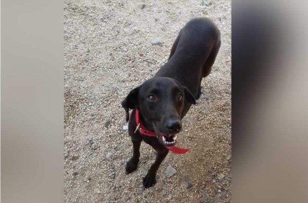 Día Internacional del perro: Cibernautas comparten fotografías de sus mascotas