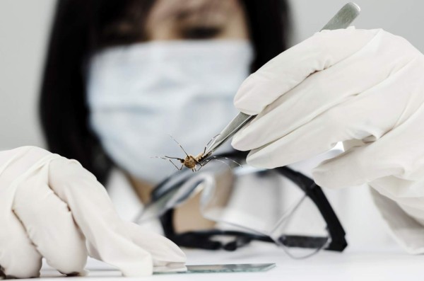 Hallazgos científicos descifran cómo el virus del Zika causa microcefalia