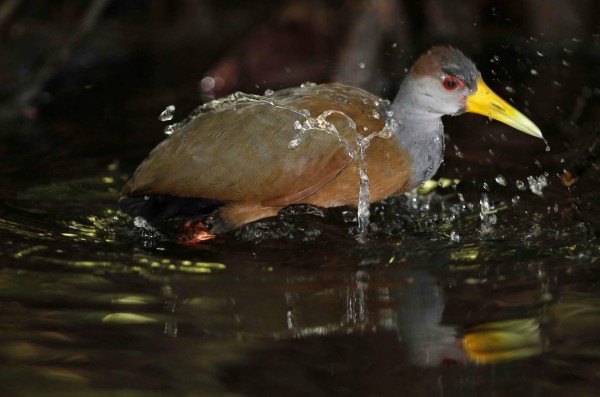 El Parque Nacional Tortuguero, es uno de los destinos ecoturisticos más populares, debido a su belleza escénica y rica biodiversidad.