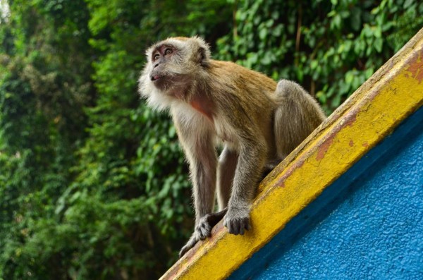 China confirma la primera muerte por rara enfermedad que transmiten los monos