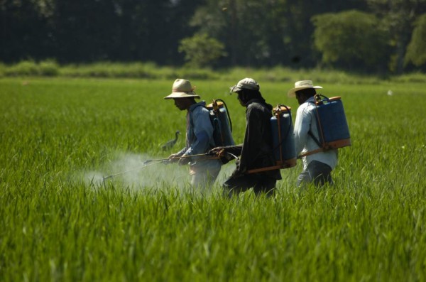 Tramo 2015 de fideicomiso agrícola ya se encuentra disponible a productores