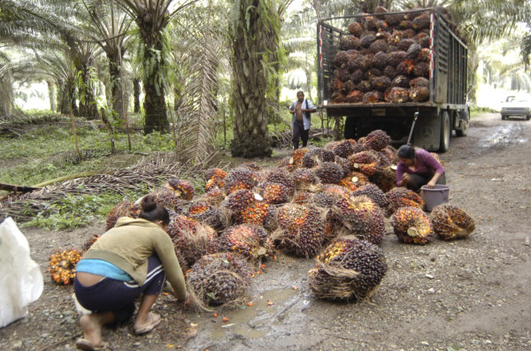 Miles de campesinos del Valle de Sula temen perder sus cultivos