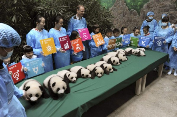 Nacen 13 pandas en China