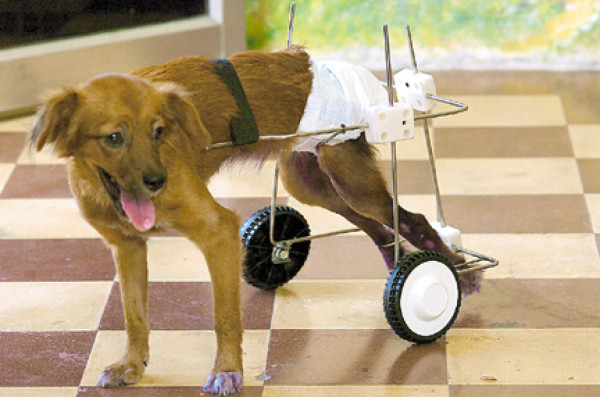 'Chiquita ahora corre y salta en su silla de ruedas”