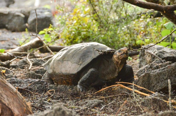 Encuentran especie de tortuga gigante que se creía extinta hace más de un siglo