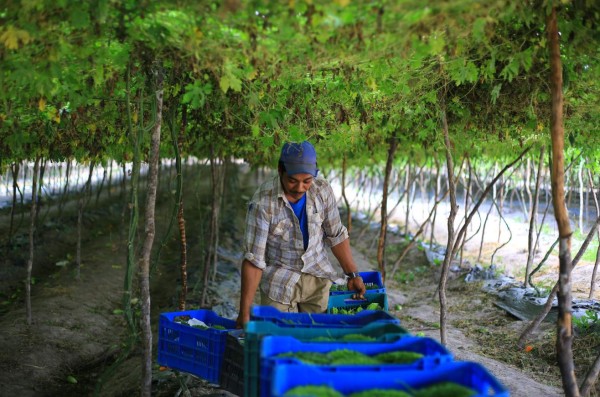Agricultores celebrarán 1,000 ruedas comerciales