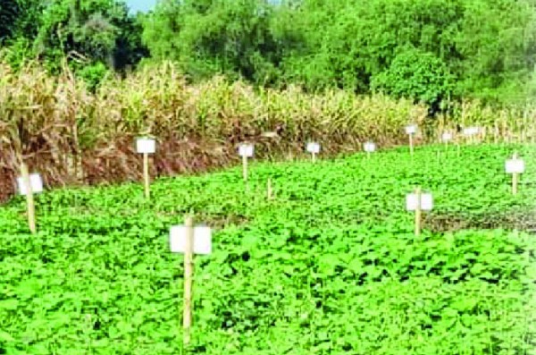 Un 80% del maíz de subsistencia se ha perdido en el corredor seco