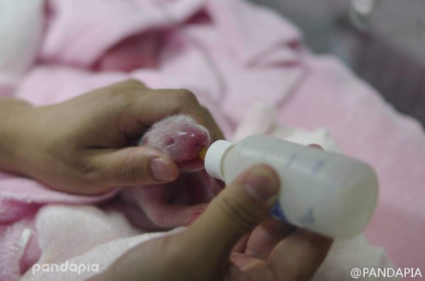 Una osa panda gigante de China da a luz a gemelos