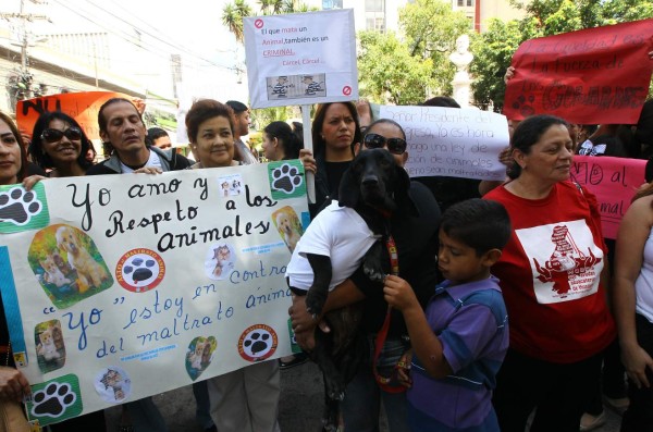Hasta responsabilidad penal por maltrato animal proponen en ley