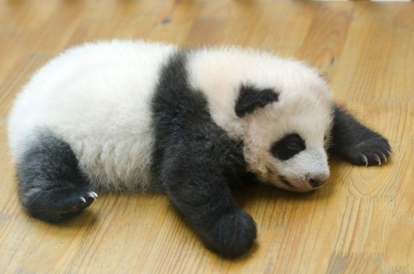 Nace panda gigante en Japón