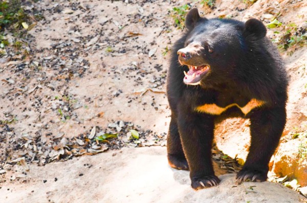 Aterrador momento: Oso salvaje abre la puerta de un auto