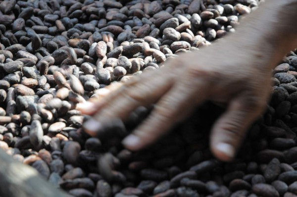 Latinoamérica produce el 80 % del cacao selecto del mundo