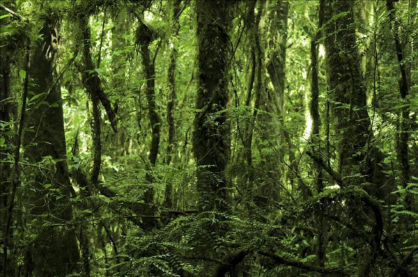 UE dona 47 millones de euros a Honduras para proteger los bosques