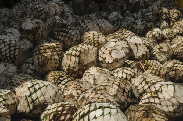 Ruta turística para descubrir el mundo del mezcal