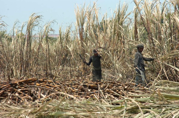 Azucareros cierran zafra 2014-15 con más de $80 millones