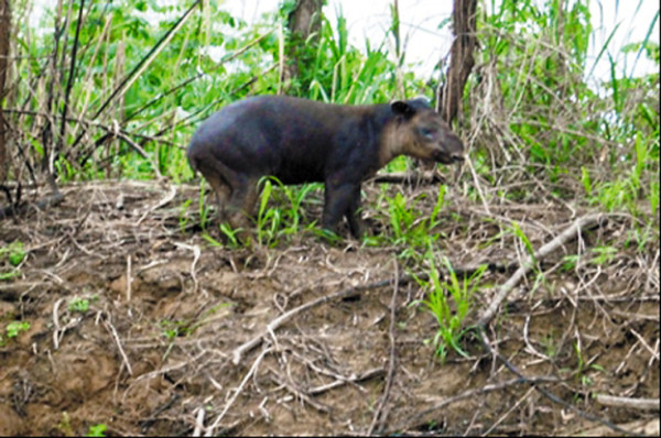Las huellas de los descombros