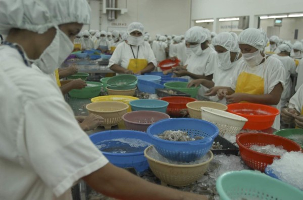 Mercado mexicano sigue cerrado para el camarón hondureño