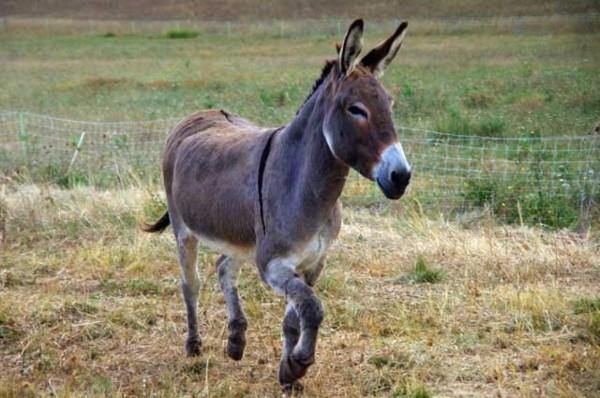 15 menores contraen rabia tras practicar sexo con una burra