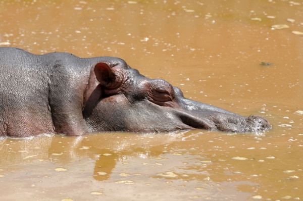 Honduras: Gastos de Joya Grande son de L1.2 millones mensuales