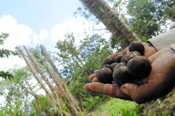 Honduras: Llega el verano con el vino de Coyol