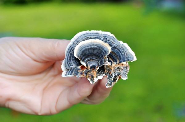 La seta 'cola de pavo', esperanza para prevenir la pérdida de memoria