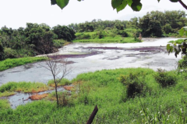 Granja de cerdos sigue contaminando