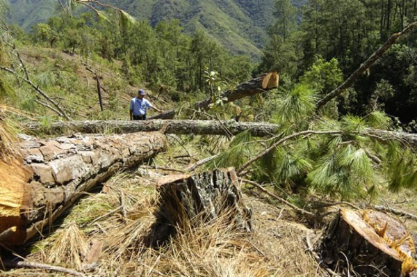40 guardabosques previenen plagas en El Merendón